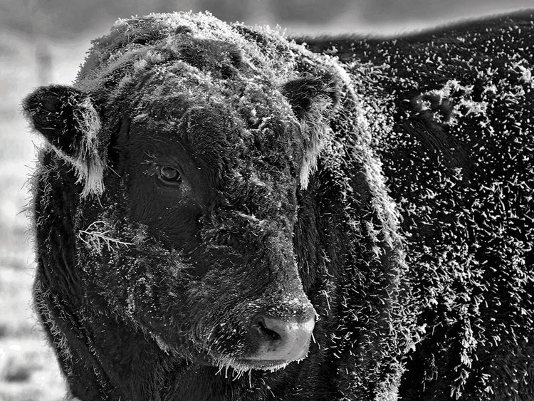 Snow Covered Ice Bull