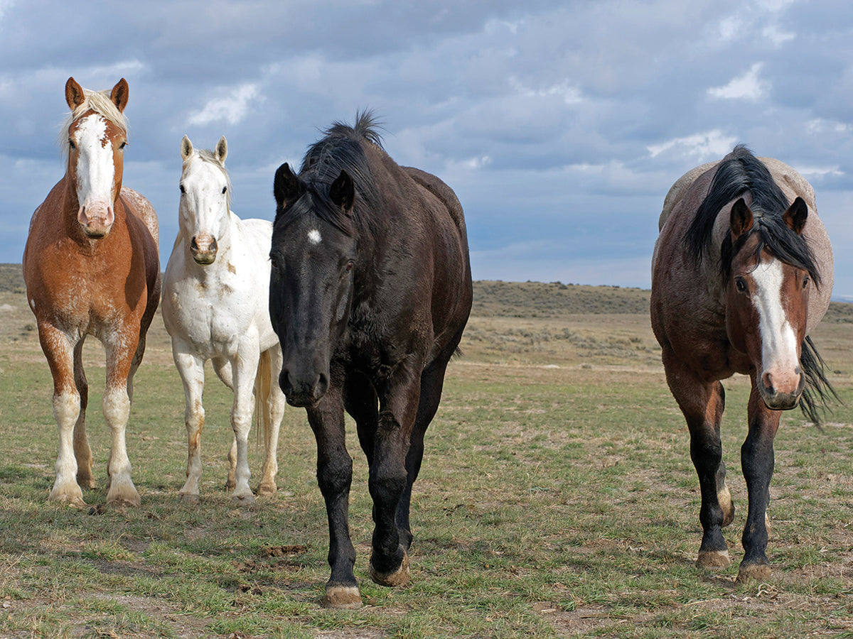 The Four Musketeers 2