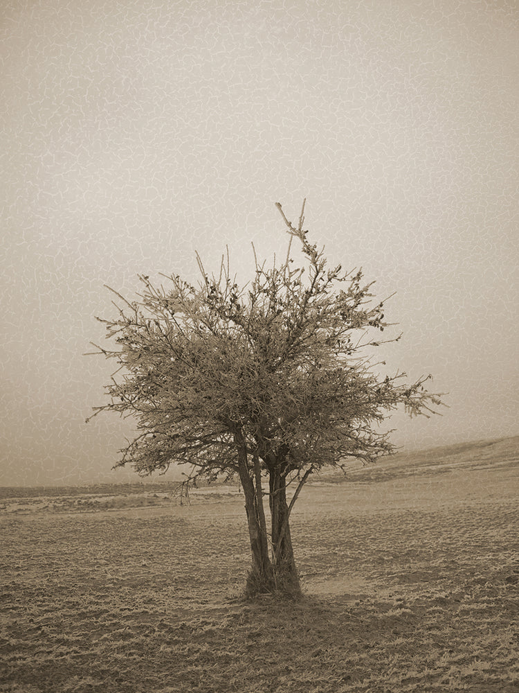 Arte de la lona de la sepia del brillo del crujido del árbol de cedro