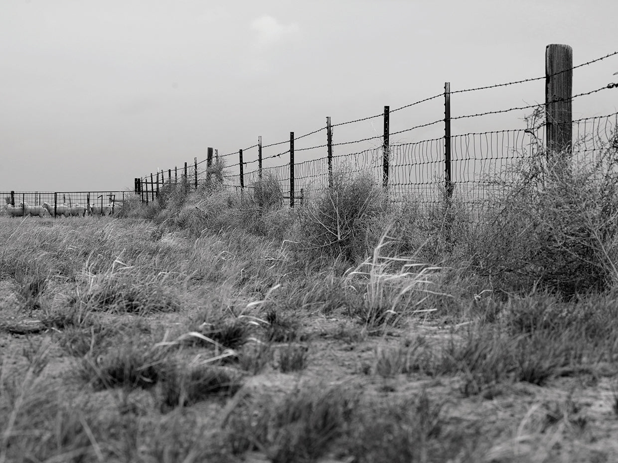 Tumbleweed Fences and Sheep
