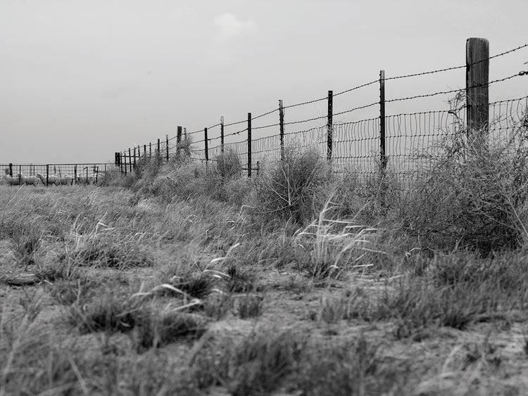 Arte de la lona de las cercas y de las ovejas de Tumbleweed