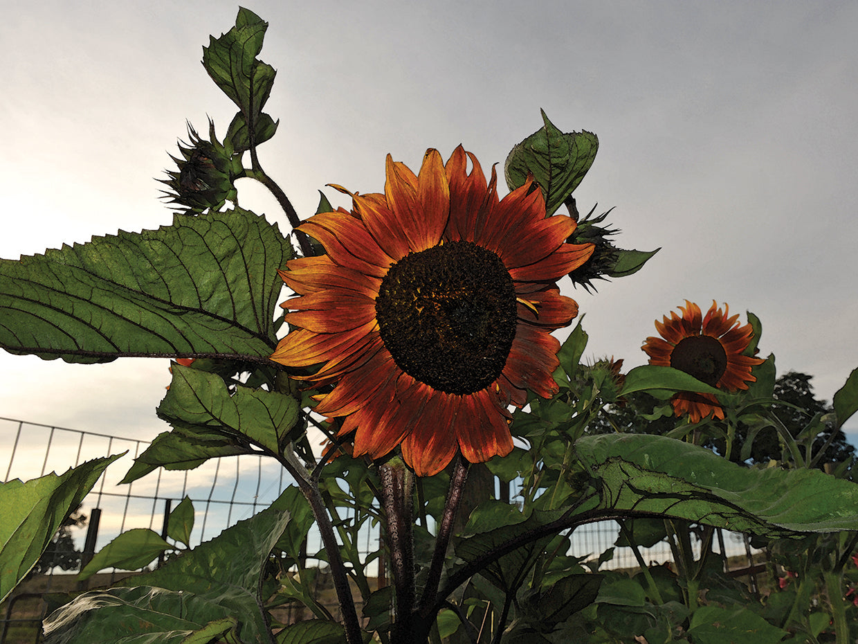 Lienzo Girasoles y Tormenta
