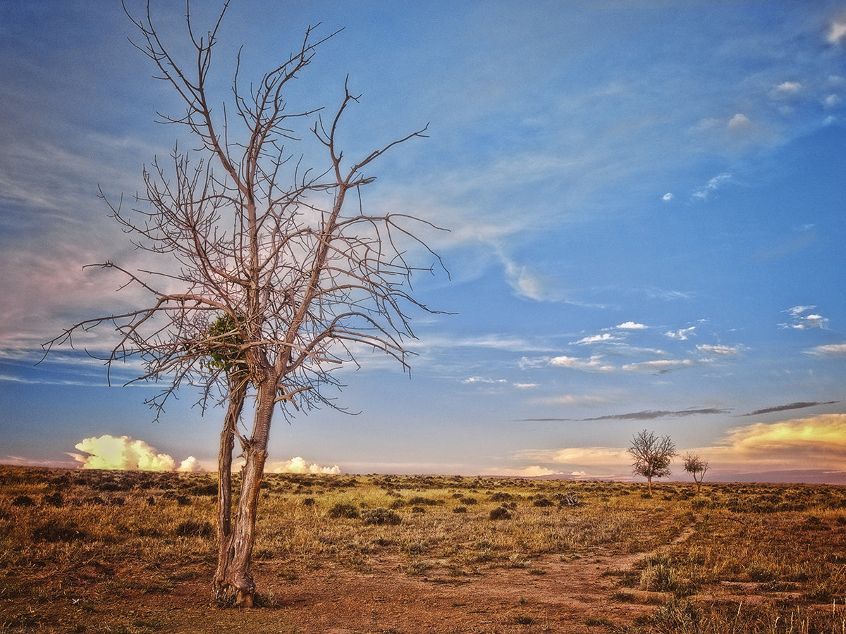 Wyoming High Desert Beauty