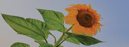 Sunflower Wild Canvas Art