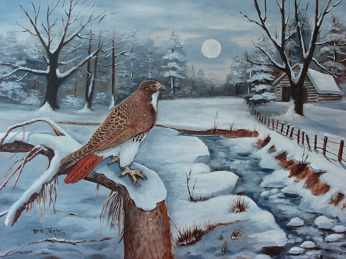 The Red Tailed Hawk