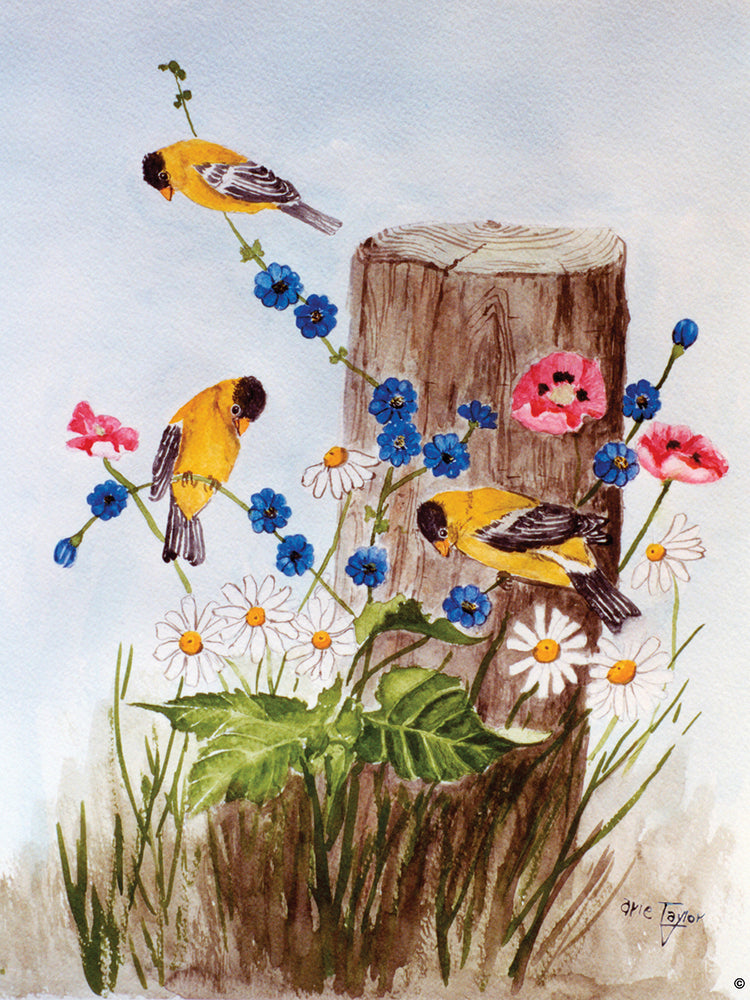 American Goldfinch 3