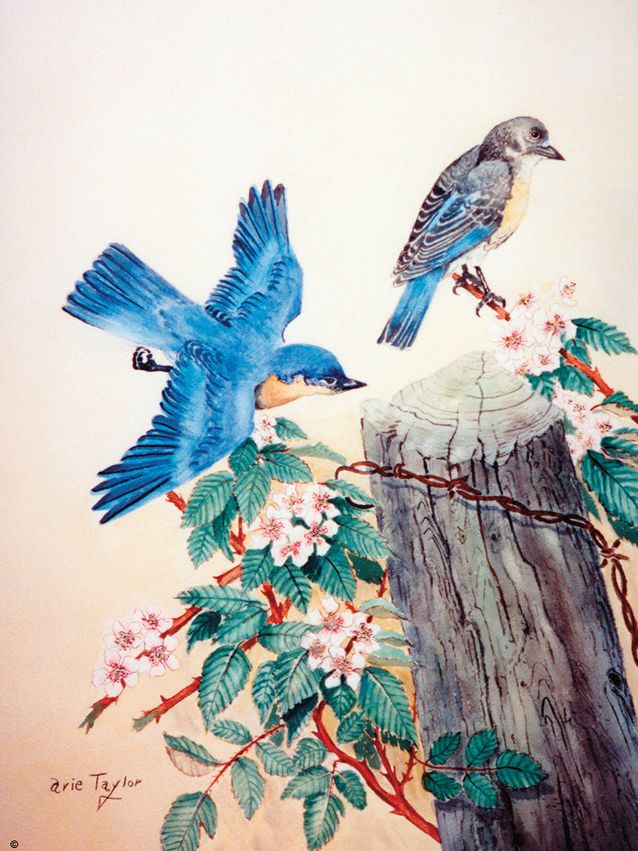 Bluebirds