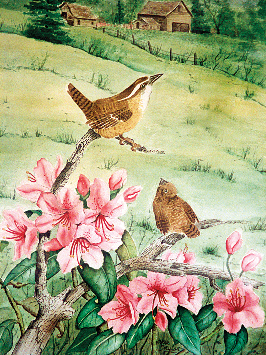 Carolina Wren
