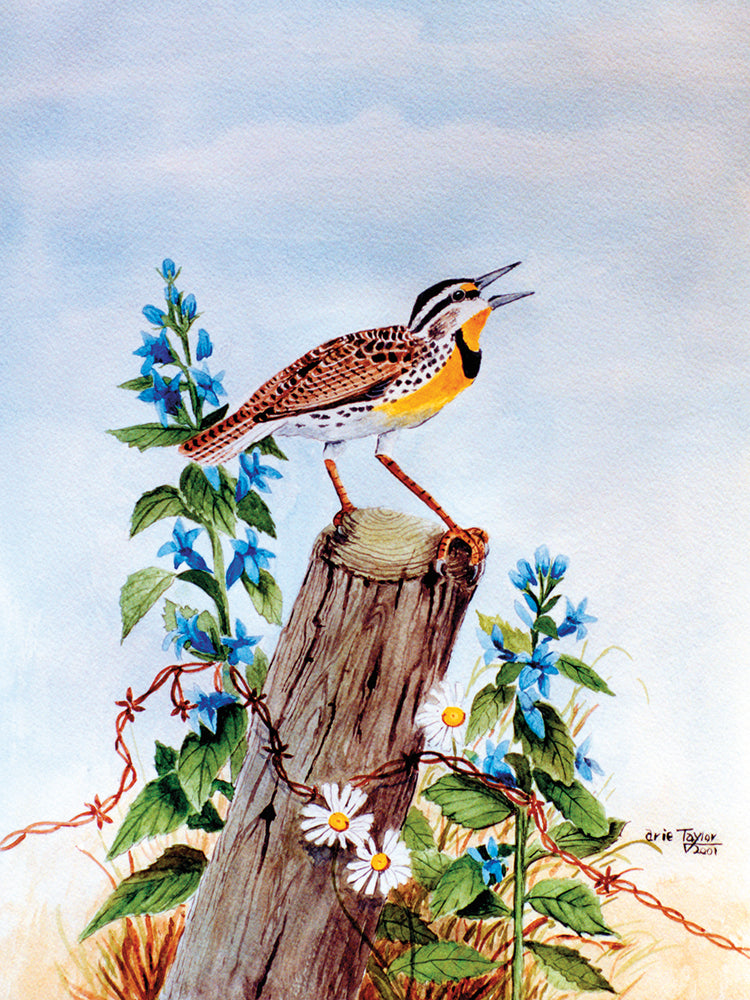 Meadowlark 2