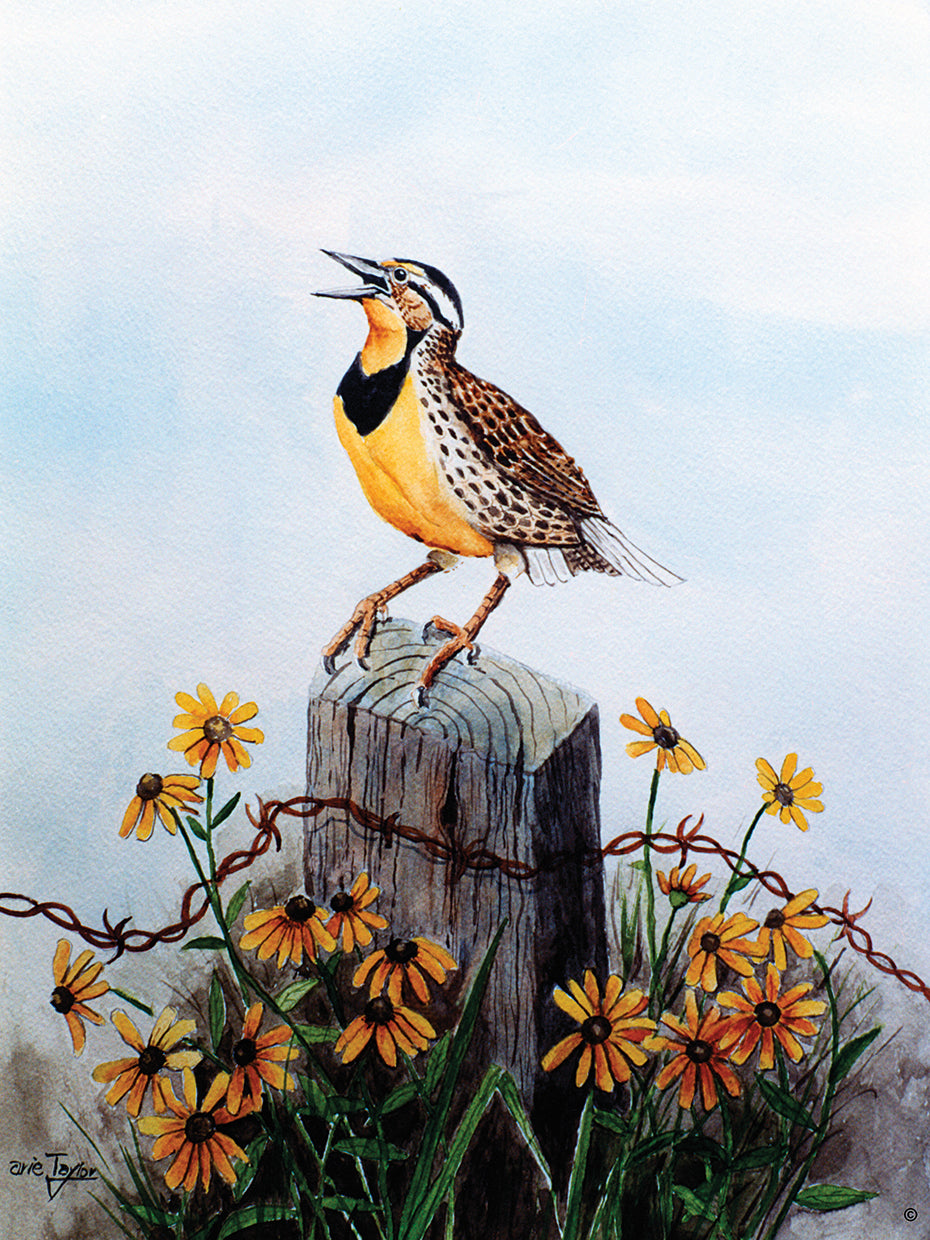 Meadowlark 3