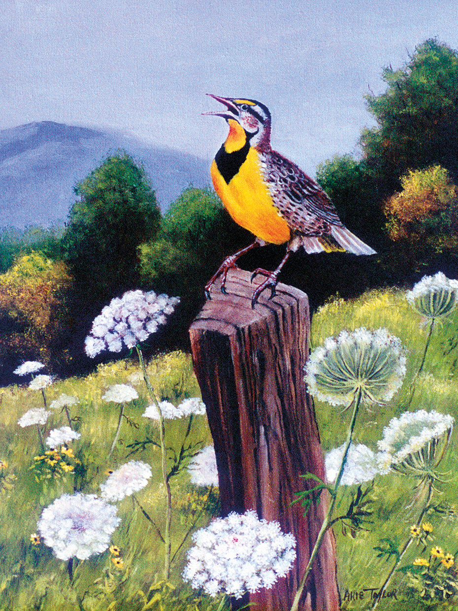 Meadowlark