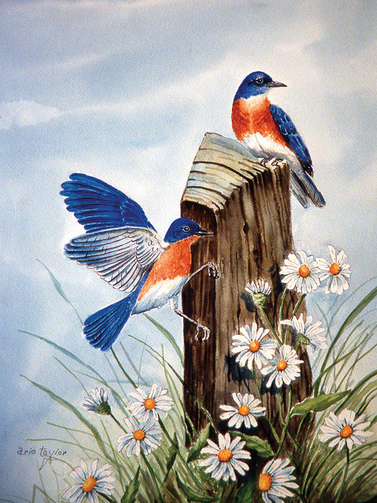 Bluebirds With Daisies 2 Canvas Art