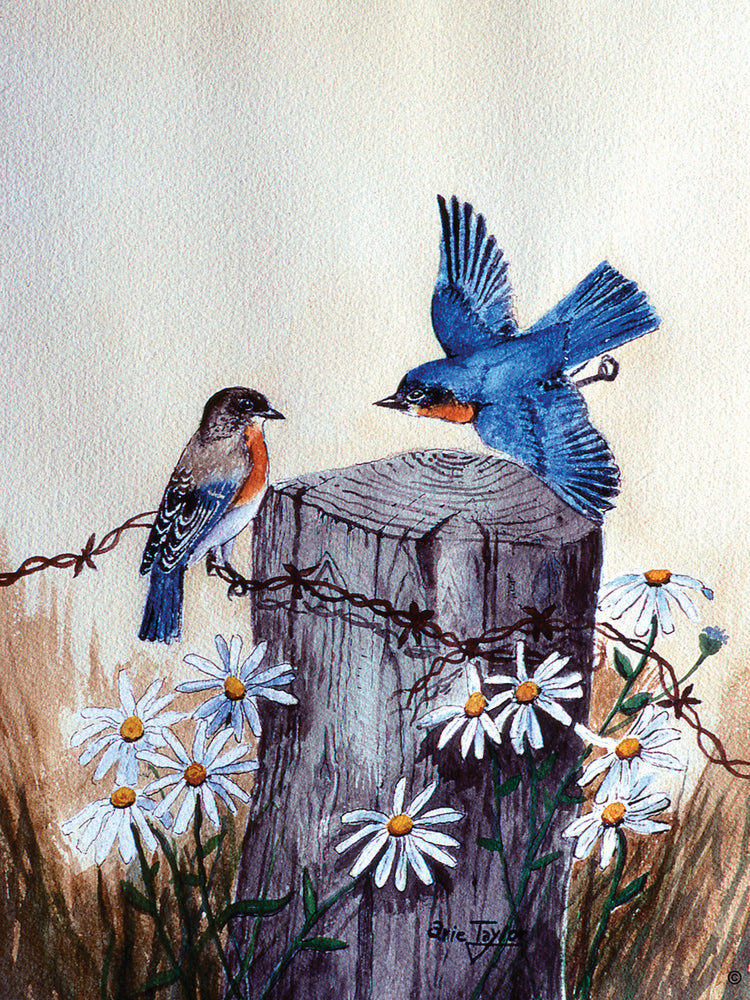 Bluebirds With Daisies 3