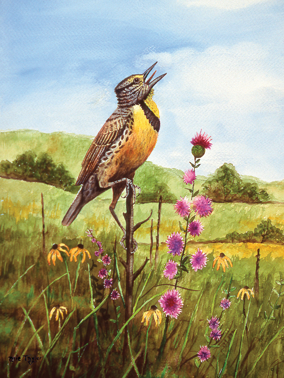 Meadowlark 4