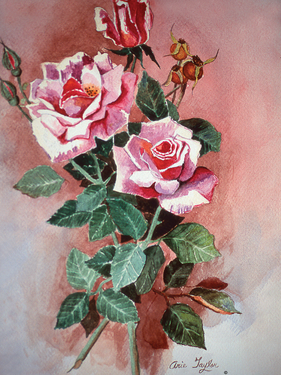 Pink Roses
