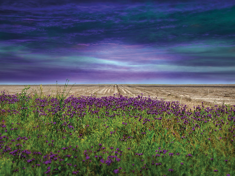 Beyond the Wildflower