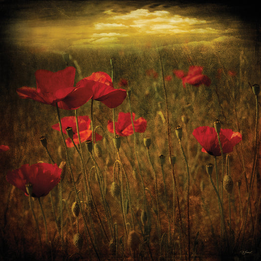 Fields of Red I