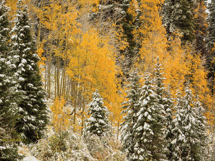 Autumn Wonderland At Rabbit Ears Pass