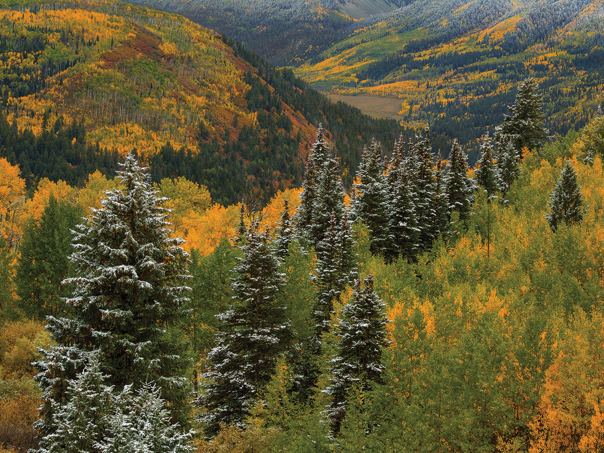 Christmas Tree Autumn