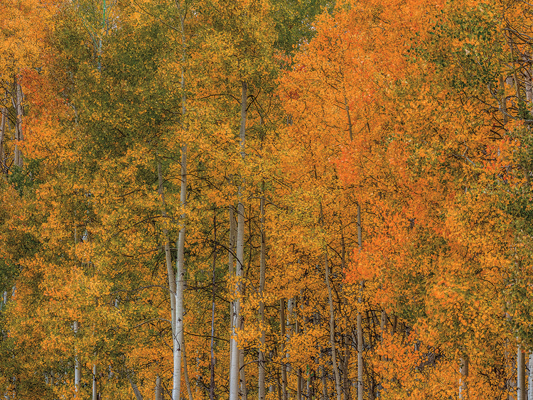 Color Transformation