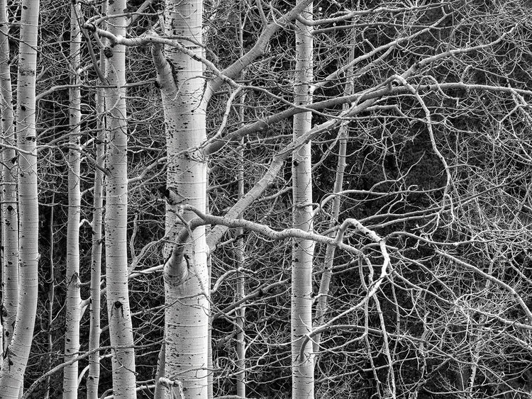 Don't Tangle With Me