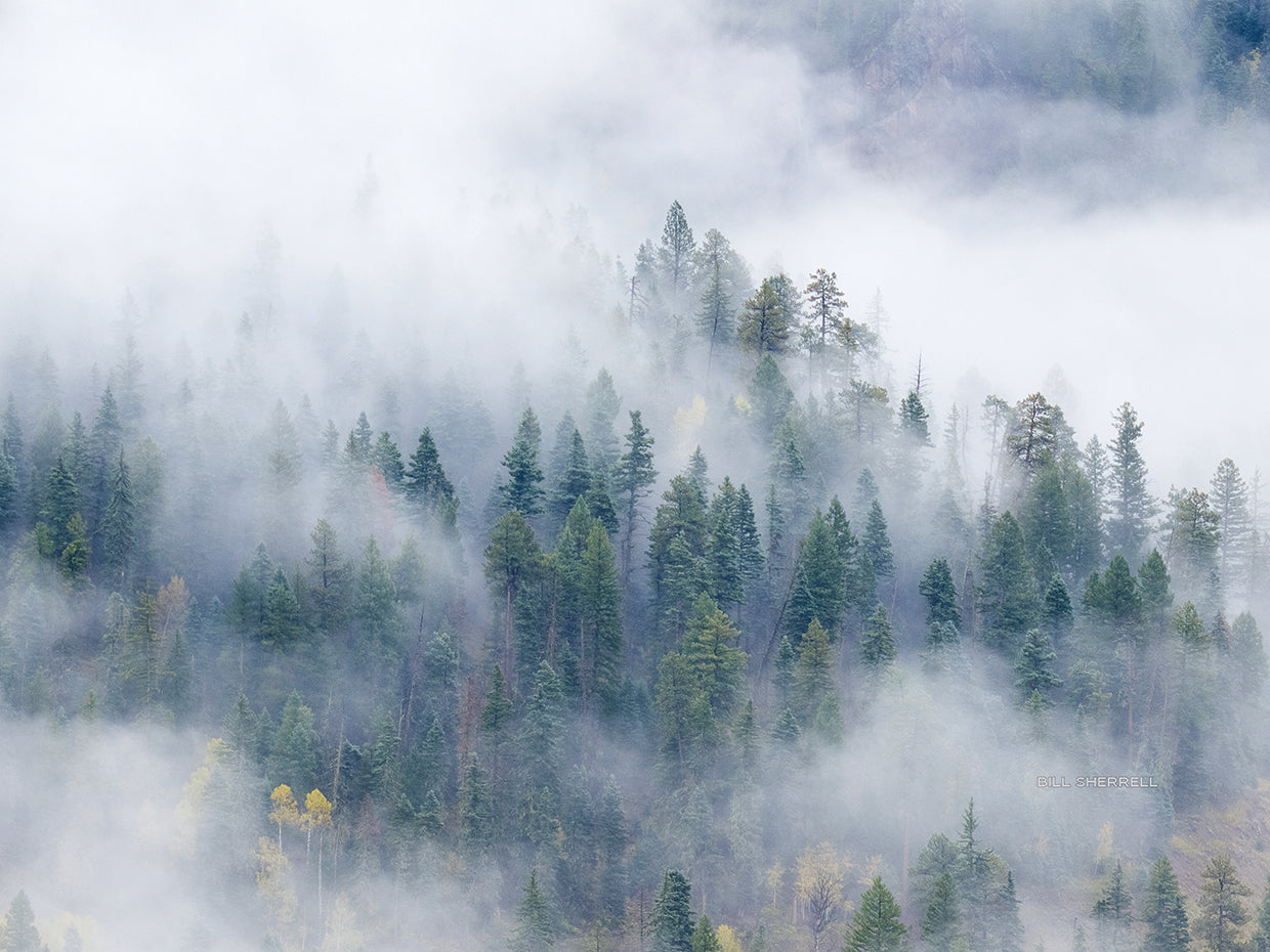Forest In The Clouds