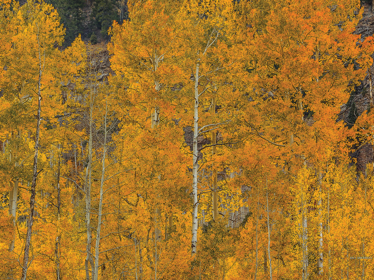 The Flames Of Autumn