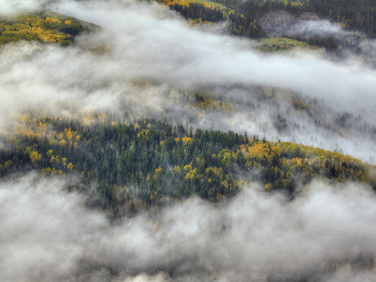 Bosque de Aspen en el arte de la lona de las nubes