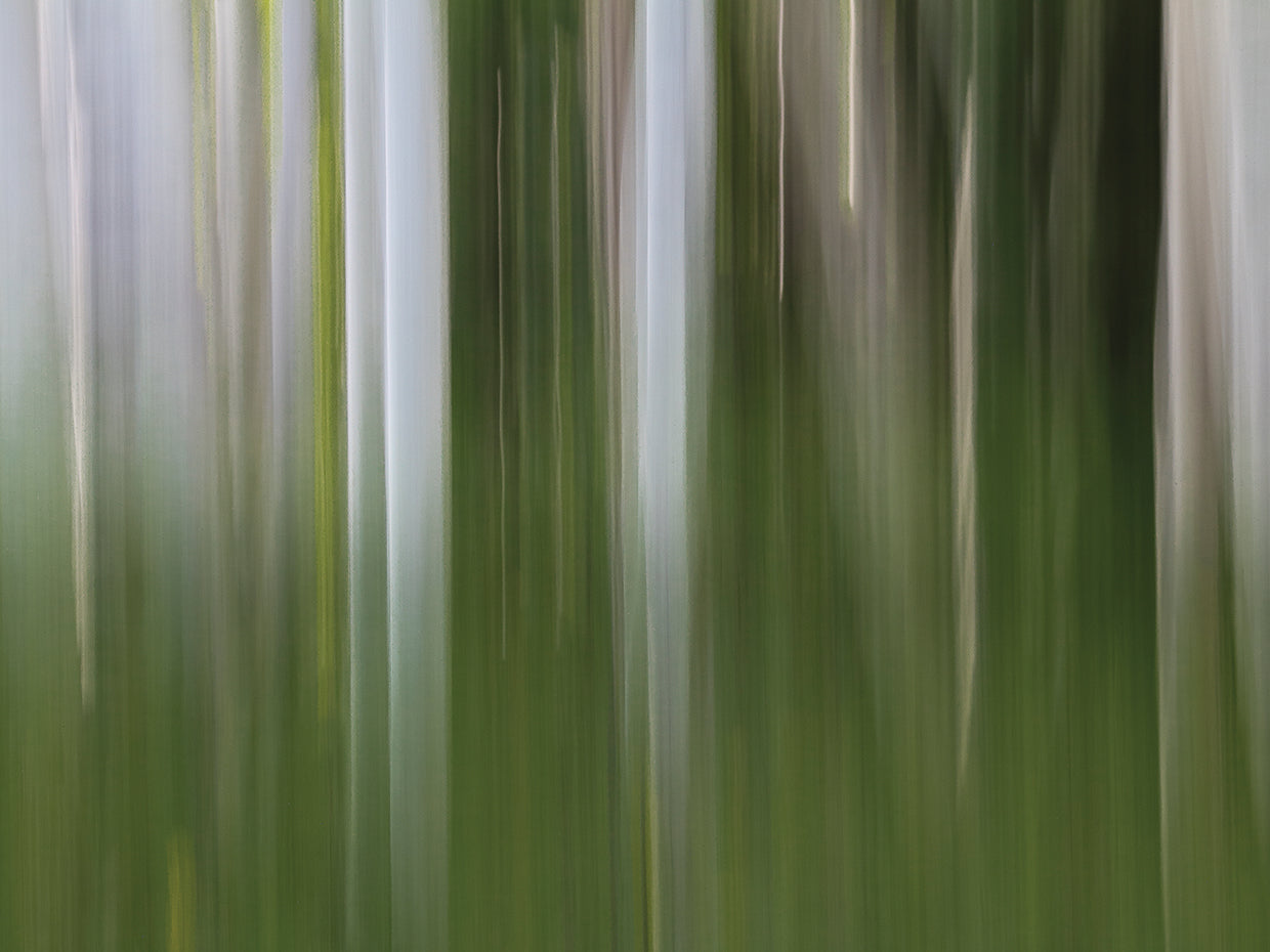 Bosque de Aspen en la primavera-Versión 1 Arte de la lona