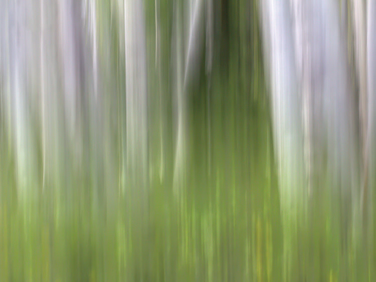 Bosque de Aspen en la primavera-Versión 2 Arte de la lona