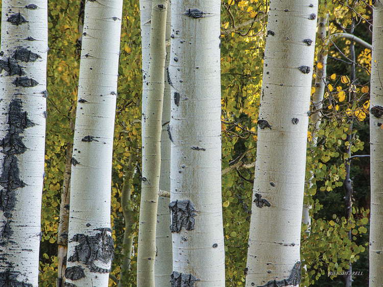 Arte de la lona de los troncos de Aspen