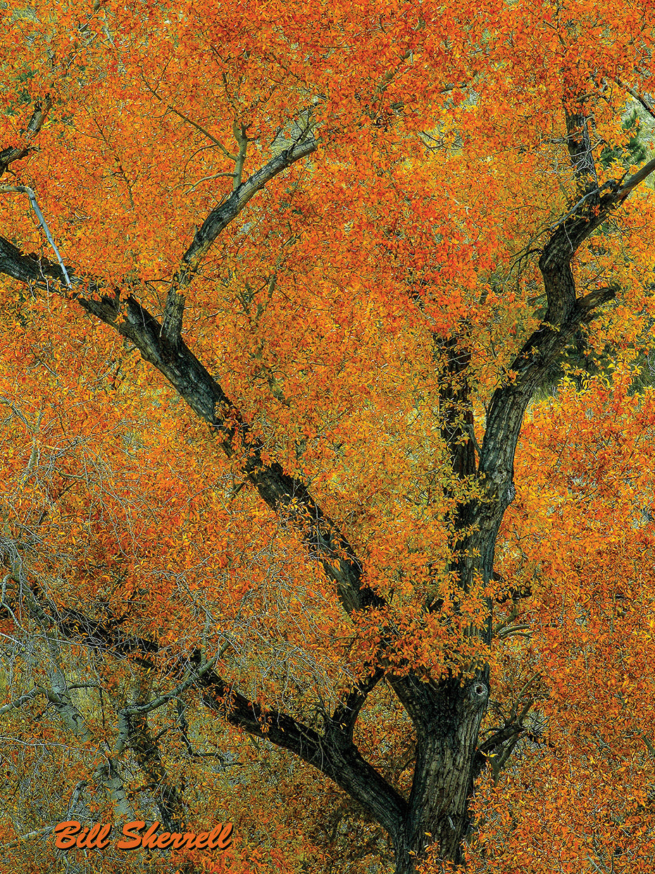 Autumn Contrast