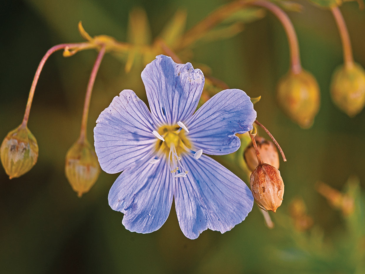 Purple Little Flower