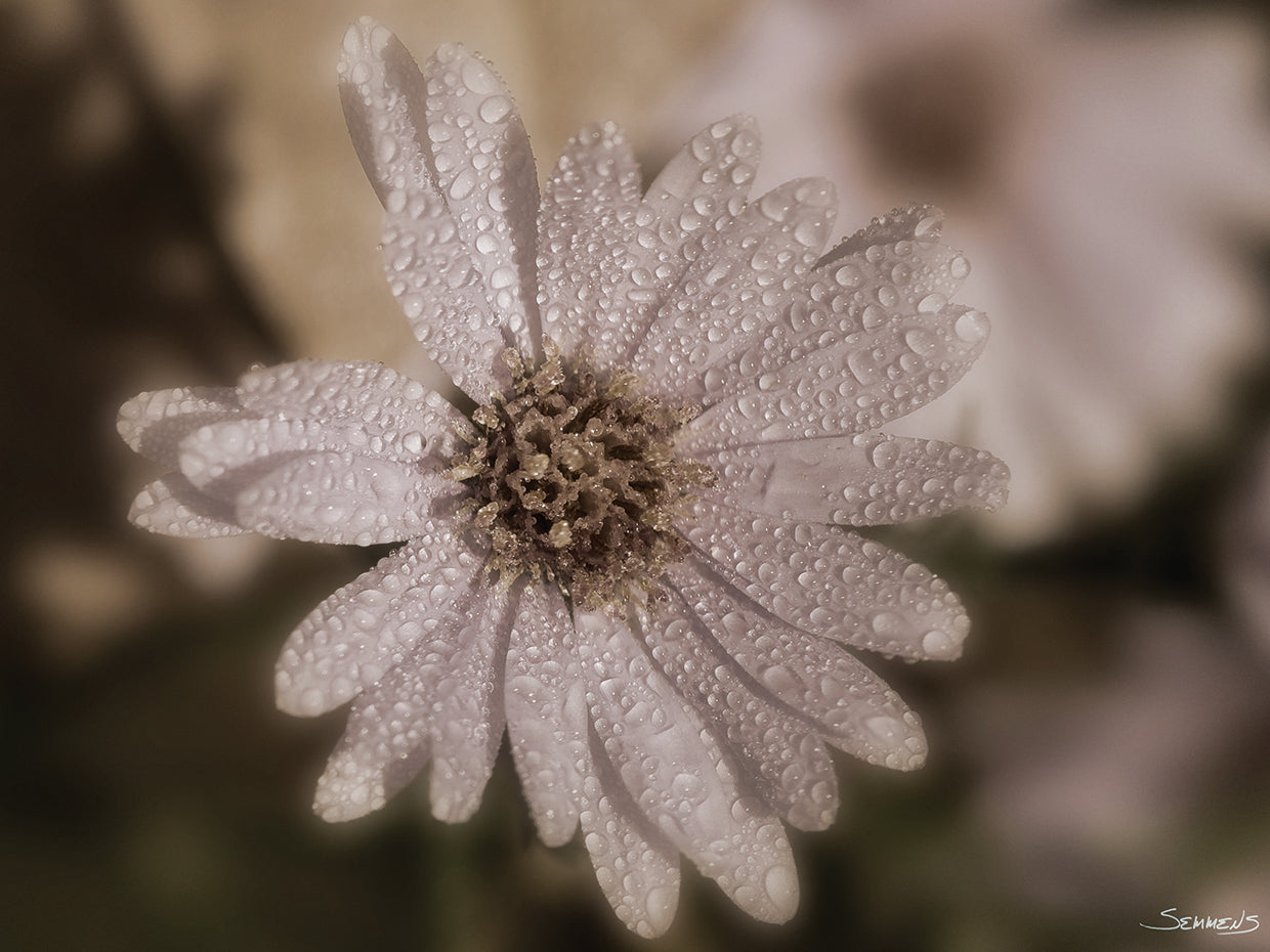 Sepia flower Photography #1