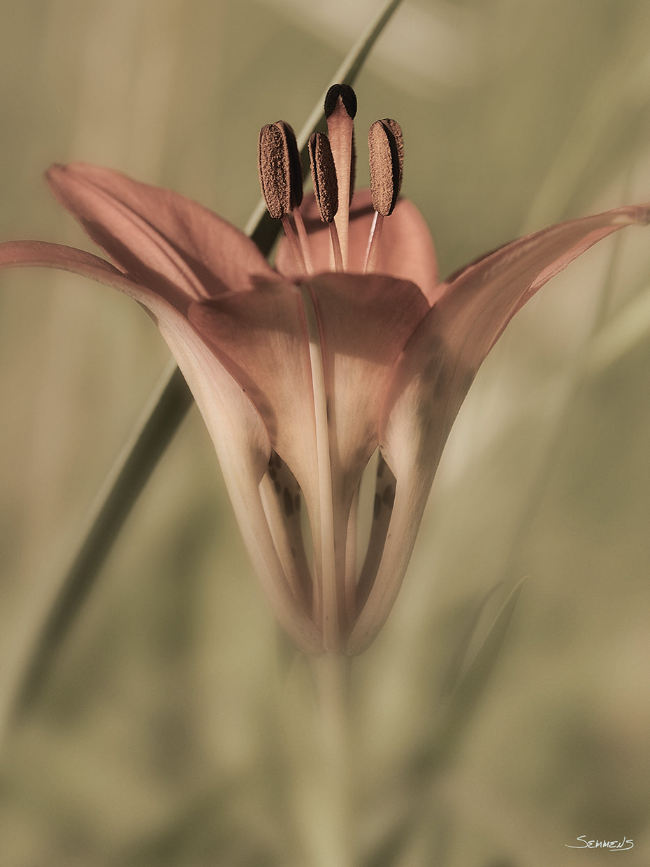 Pink Flower Sepia