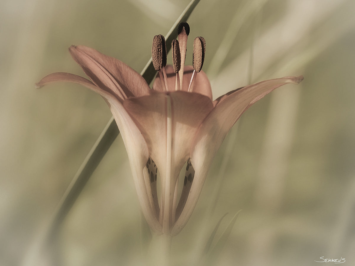 Sepia flower Photography #2