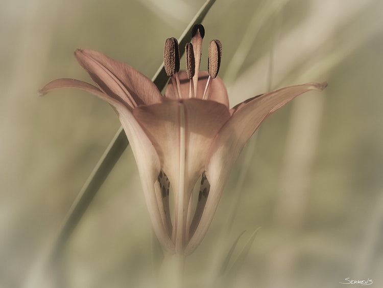 Sepia flower Photography #2