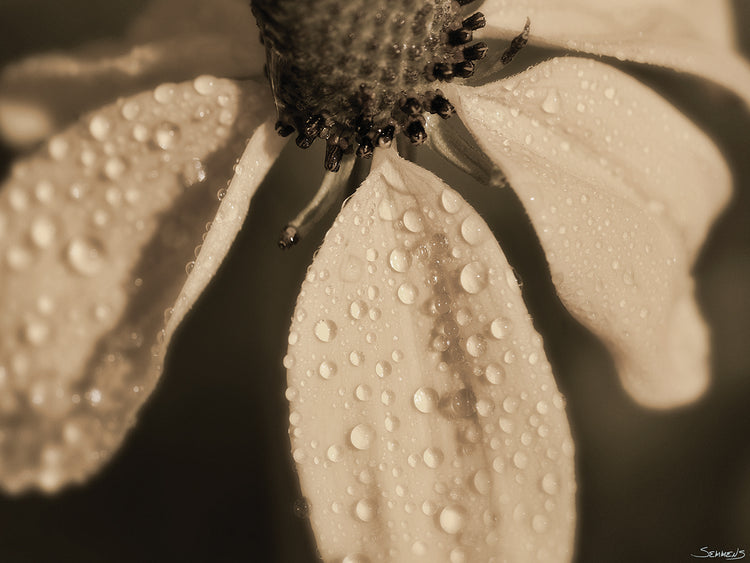 Sepia flower Photography #10