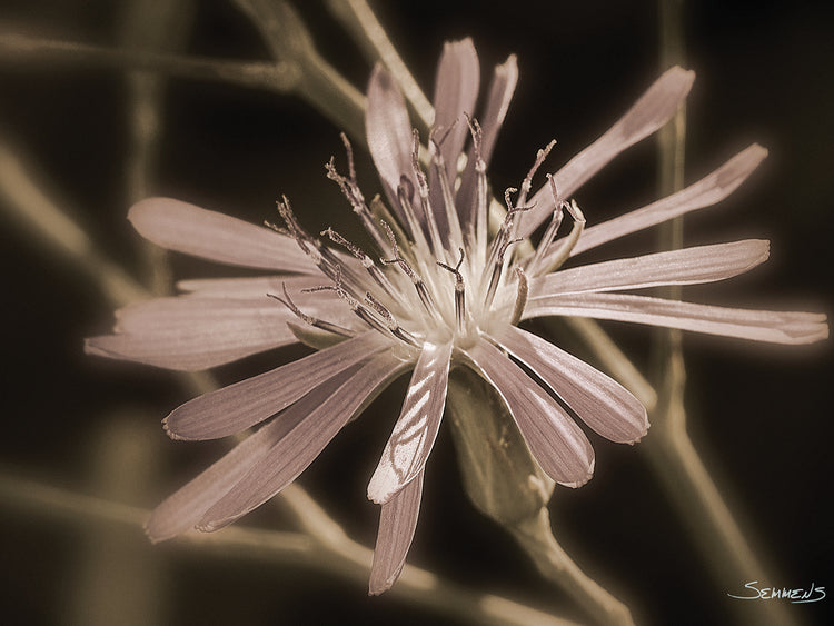 Sepia flower Photography #20
