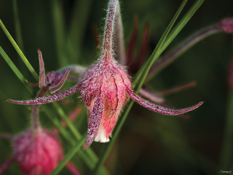 Botanical Photography # 1