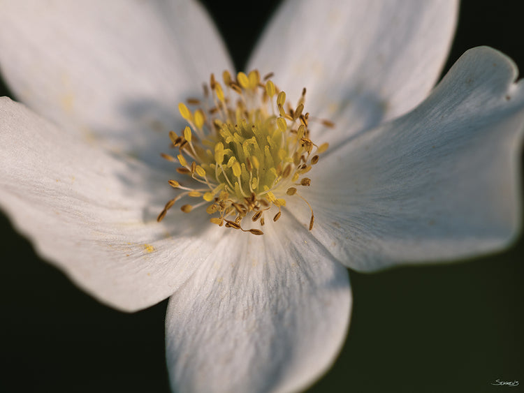 Botanical Photography # 4