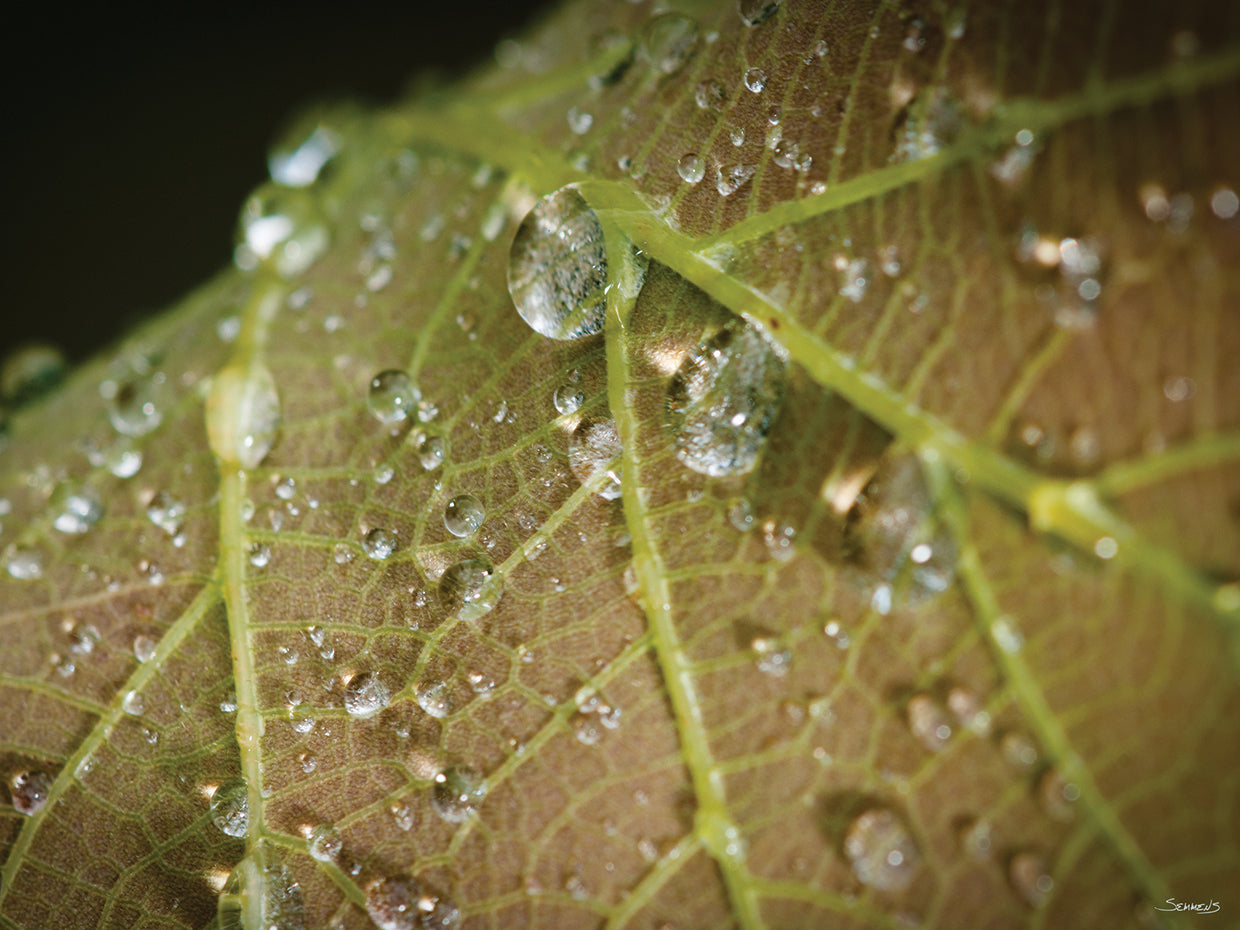 Botanical Photography # 7