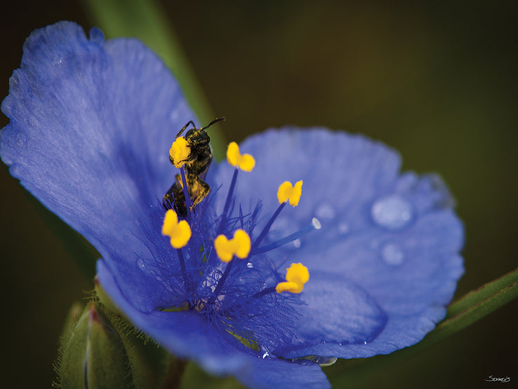 Botanical Photography # 8