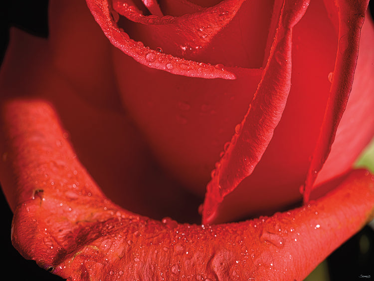 The Rose Photography # 1