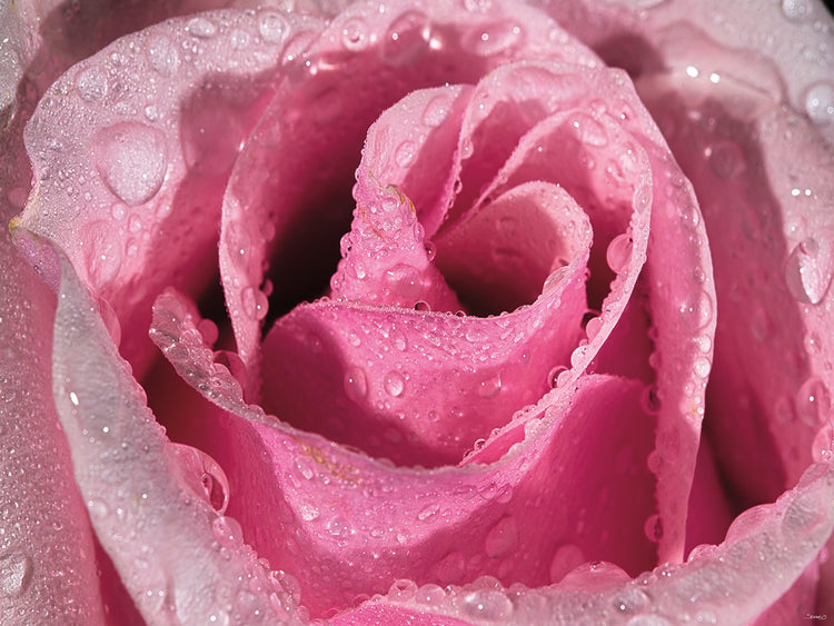 The Rose Photography # 3