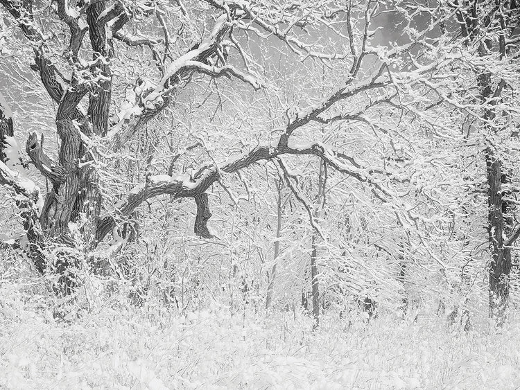 BUFFALO RIVER 45 Light