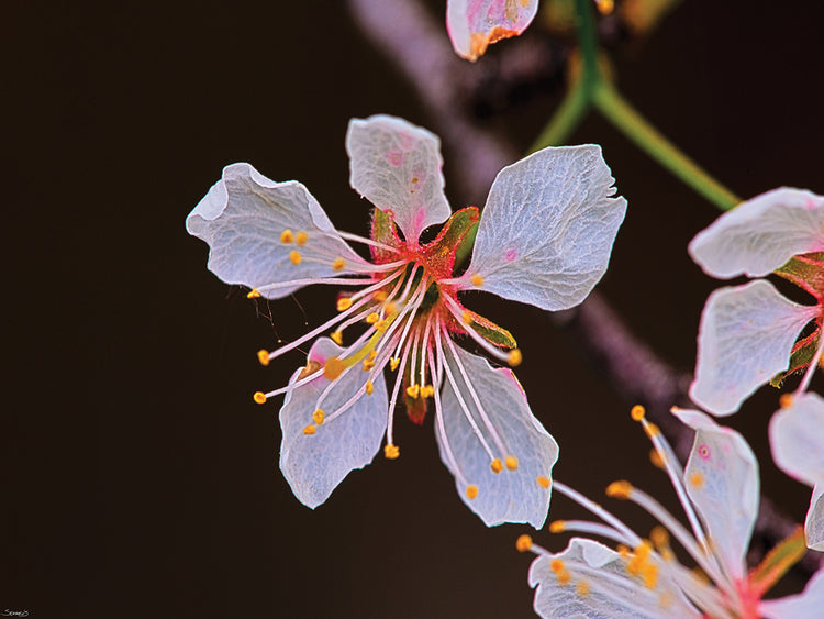 Nature Photography # 1