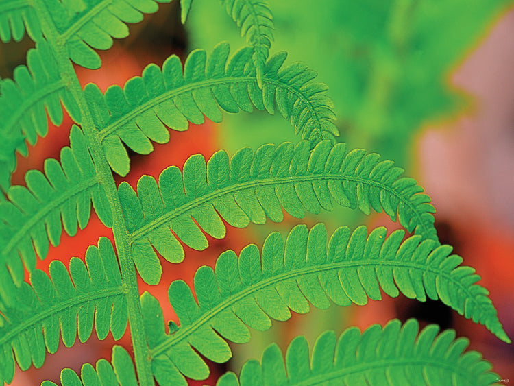 Nature Photography # 2