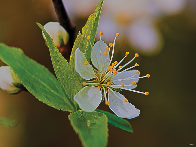 Nature Photography # 3