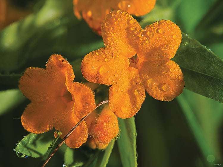 Nature Photography # 4